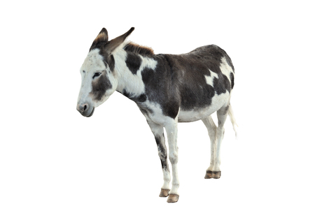 Donkey isolated on the white background.の写真素材