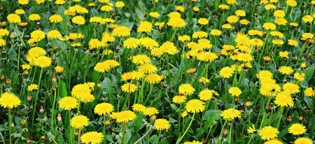 Glade of blossoming dandelions.の写真素材