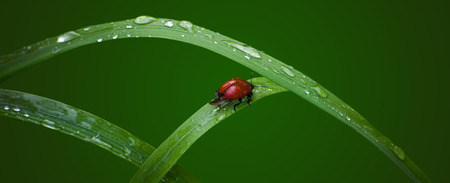 Red beetle on green grass.の写真素材