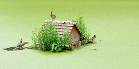 House for wild ducks.の写真素材