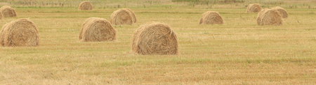 Harvested field with straw bales in summerの写真素材