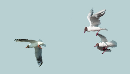 Bird seagull in flight.