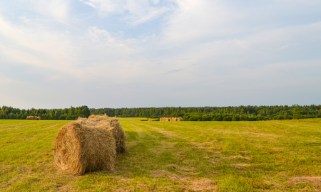 Folded dry hay in the field.の写真素材