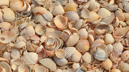 Abstract texture seashells for graphic designers work.