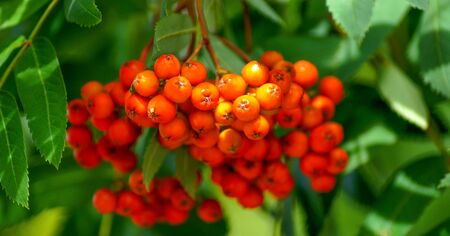 A bunch of fruits of red mountain ash.
