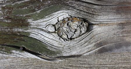 Texture of an old, decaying tree.の写真素材