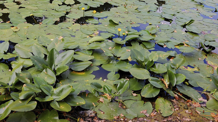 Marshland in a overgrown pond with water lilies.の写真素材