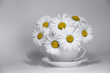 Chamomile flowers in a cup on a colorless background.の写真素材