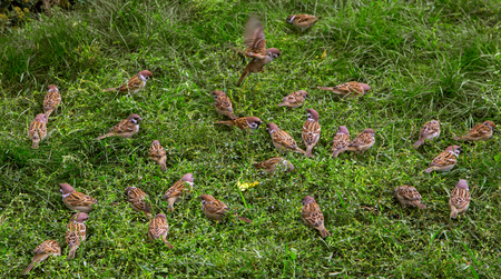 A flock of sparrows eating in the summer in the grass.の写真素材