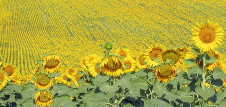 Fields of sunflowers in the countryside.の写真素材
