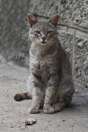 Domestic cat with a mouse caught in the street.の写真素材