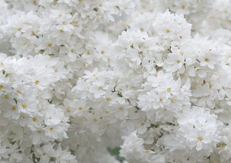 Flowers of white lilac in the spring.