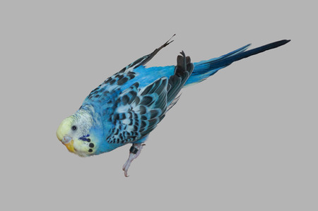 Bird wavy parrot on an isolated backgroundの写真素材