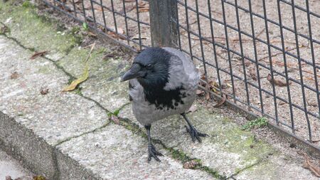 Gray crow bird on a background of stones.の写真素材