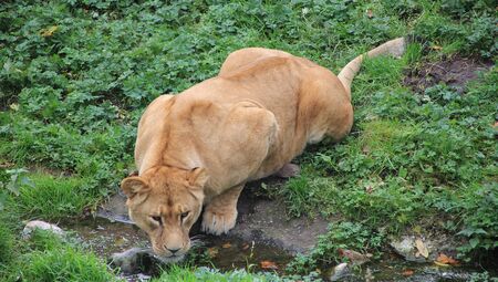 Young Lioness thirsty drinking pure natural water.の写真素材