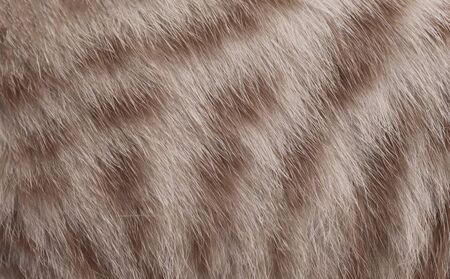 The hair of an animal domestic cat.の写真素材
