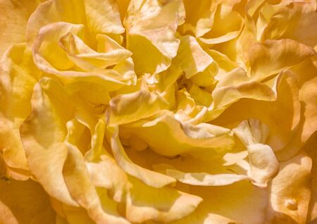 Yellow rose petals. Background image.の写真素材