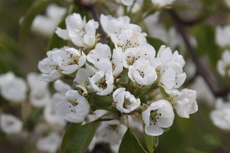 Blooming white flowers pear fruit tree.の写真素材