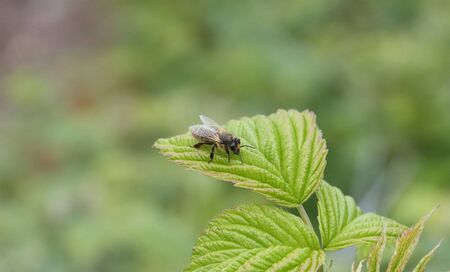 Insect bee sits on a raspberry leaf.の写真素材