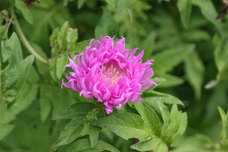 Cornflower plant flower blooms in summer gardenの写真素材