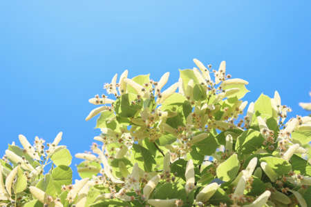 Flowering linden tree against a blue sky