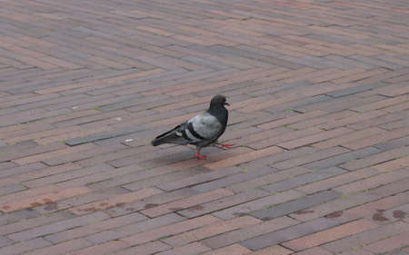 A wild dove bird walking down the street.の写真素材