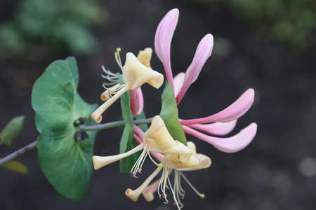 Flowers of the honeysuckle plant blossoming in the garden.の写真素材