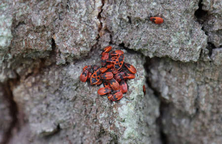 Red bug insect soldier gathered on a tree.