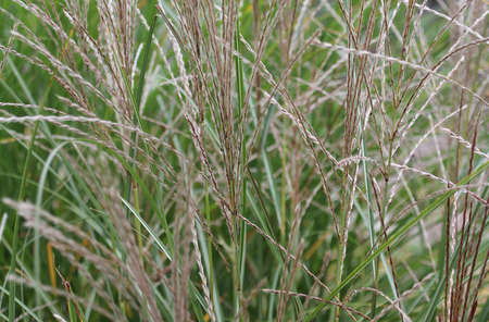 The texture of green but already autumn grass.の写真素材