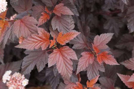 An ornamental shrub with red leaves, Vinephorophyta.