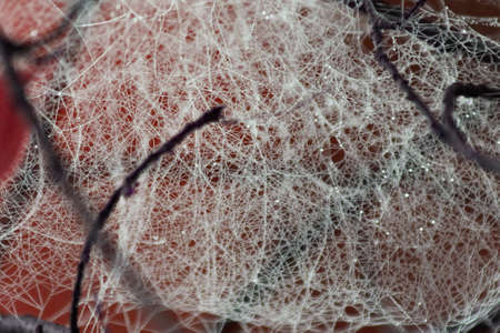 Raindrops hung on the spider's web.の写真素材