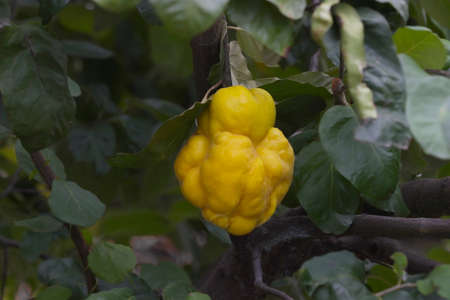 The ripe fruit of the quince tree.の写真素材