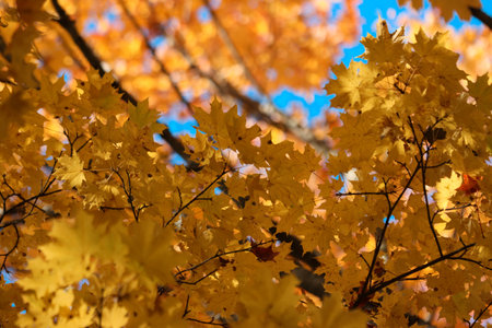 Autumn yellow leaves on a maple tree.
