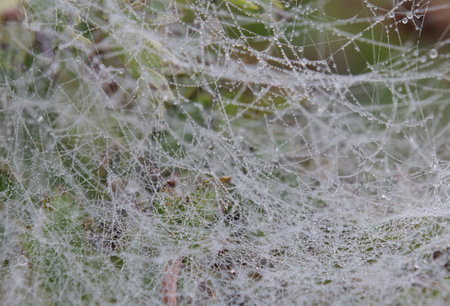 Dew drops falling on the spider's web.