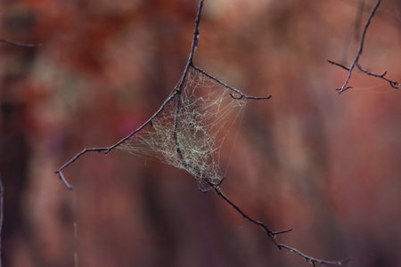 Spider web woven on a tree branch in the autumn forest.