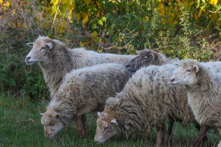 Group of sheep grazing in the meadowの写真素材