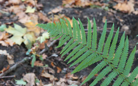 Fern leaves on a background of autumn grass in the forest.の写真素材
