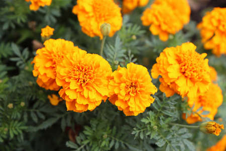Blooming orange flowers marigolds in the garden