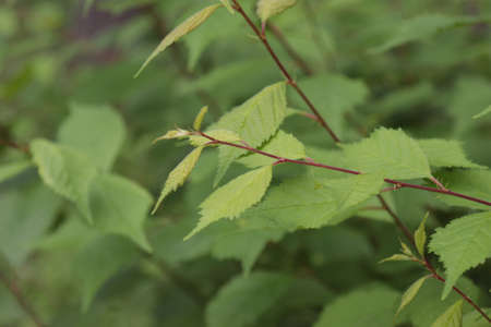Three-lobed terry almond branch with green leaves