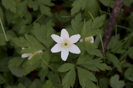 Wild flowering plant Anemone forest Anemone silvestris in a natural environmentの写真素材