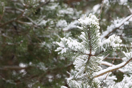 Fir tree branch with cones covered with snowの写真素材