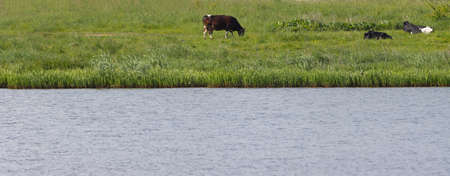 Cows graze by the reservoir on a summer day.の写真素材