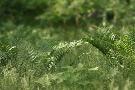Fern leaves growing in summer in the forestの写真素材