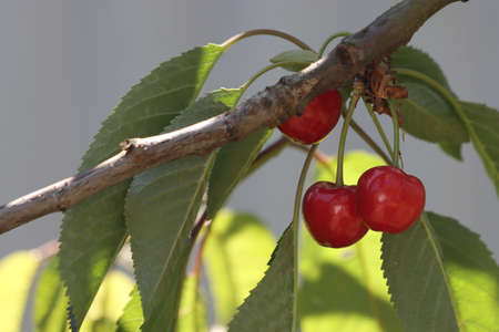 Ripe sweet cherry fruits on a fruit tree.