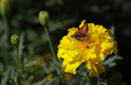 The butterfly feeds on the nectar on the flower of the marigold plant.の写真素材