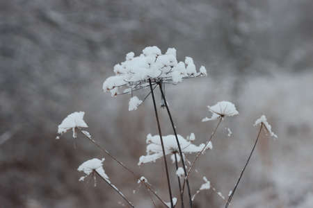Dry plant in the snow on a winter day.の写真素材