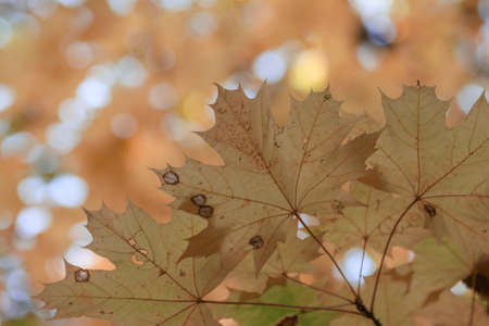 Autumn, yellow leaves on the branches of a maple tree.