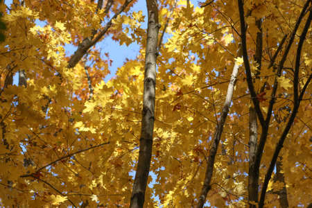 Maple tree branches photographed in the autumn forest.の写真素材