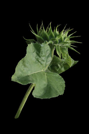 Sunflower plant with flower bud and leaves, on a black background.の写真素材