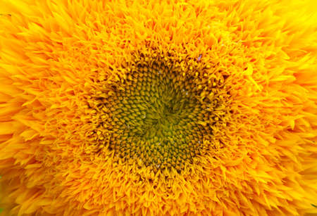Close-up of a bright, yellow sunflower flower.の写真素材